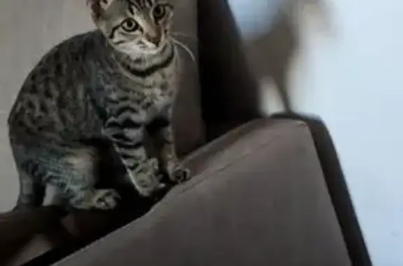 Пропал кот, Каспийск, Дагестан