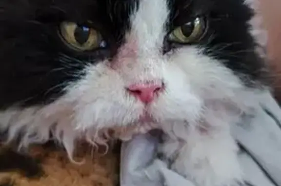 Пропала кошка, Брянская ул., 2, Севастополь