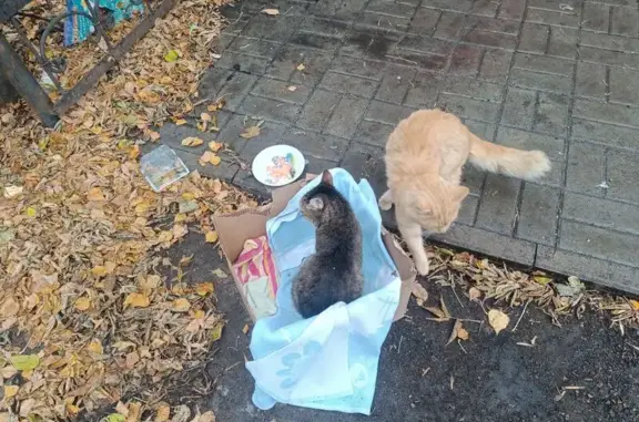 Кот и кошка найдены: Пушкина 70, Уфа