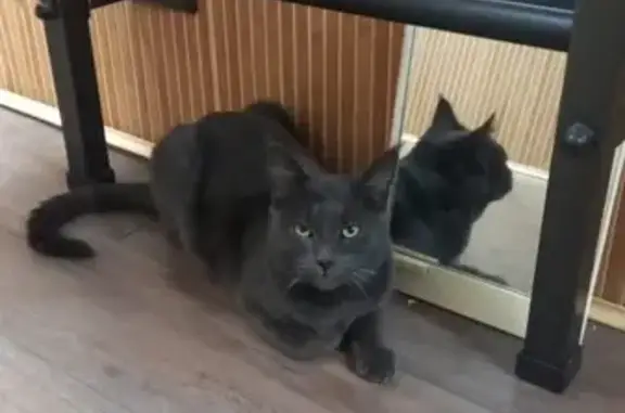 Кошки потеряшки, Ростов-на-Дону, фото: Потеряшка котик, ул. Оганова 20 с3, Ростов-на-Дону