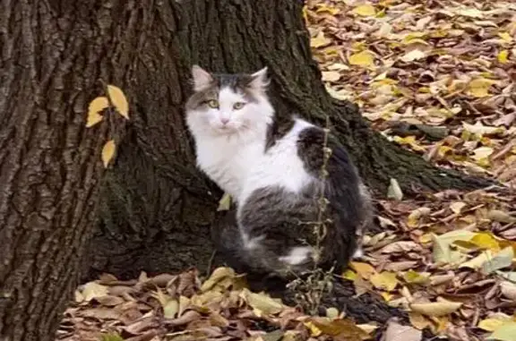 Найдена кошка, Катукова 21к1, Москва