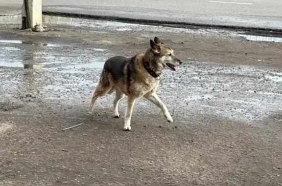 Собака найдена на Яшином переулке, Тамбов
