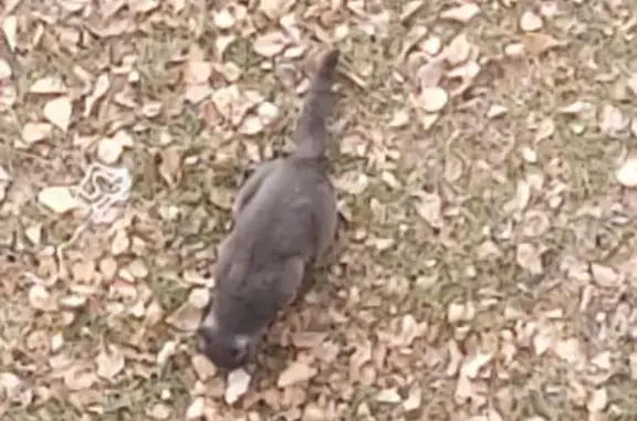 Найдена кошка, Иркутск, фото: Найдена дымчатая кошка, Помяловского 15А