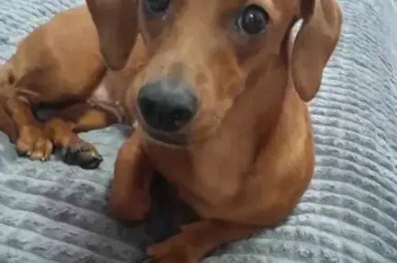 Собака найдена: ул. Лебедева, Йошкар-Ола