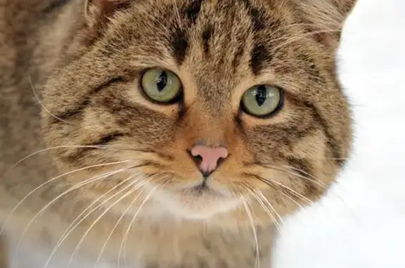 Кошки потеряшки, , фото: Потеряшка кошка на Пушкинской улице, Ижевск