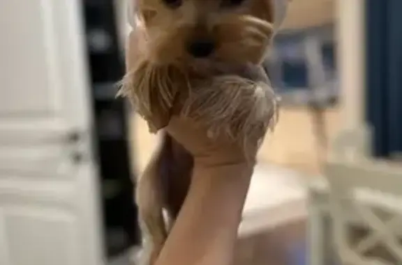 Собаки потеряшки, Краснодар, фото: Потеряшка собака, ул. Степана Коцура, 65