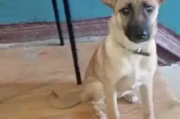 Найдена собака, Уфа, фото: Собака найдена: Пекинская ул, 6, Уфа