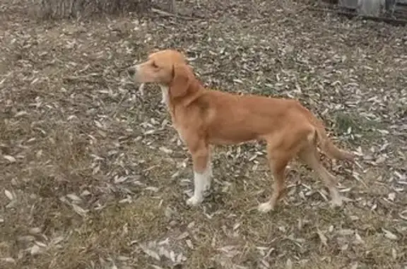 Найдена собака, Казарский сельсовет, фото: Найдена рыжая собака, 58Н-252, Казарский