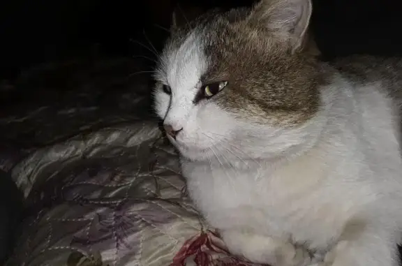 Пропала кошка, Летний проезд, 11А, УУ