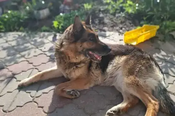 Собаки потеряшки, Тула, фото: Потеряшка собака, Физкультурная ул., Тула