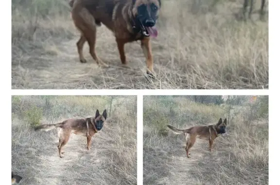 Пропала собака на Степной улице, Лагутники