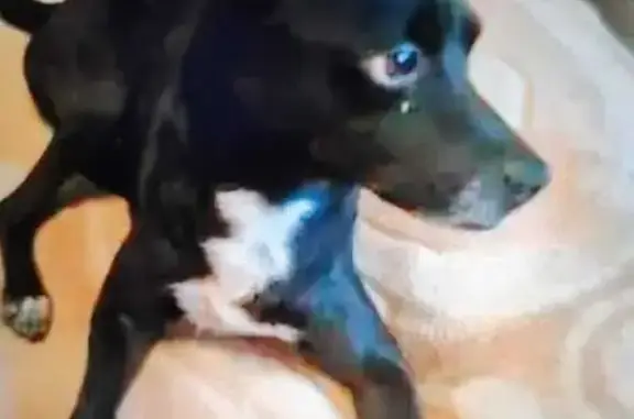 Собаки потеряшки, Новороссийск, фото: Потеряшка собака, Раздольная ул., Новороссийск