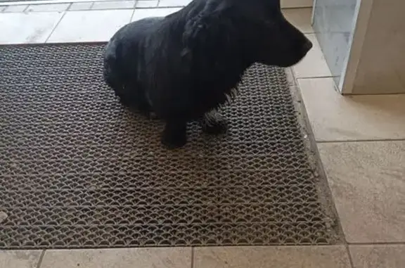 Черный кобелек у Магнита, Ухтинка