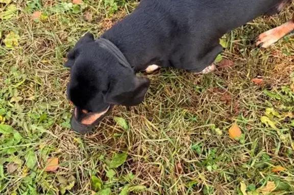 Найдена собака, Вологда, фото: Собака в наморднике, Псковская 12, Вологда