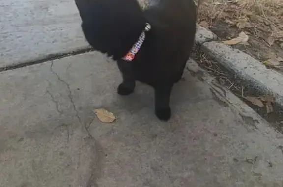 Кошка найдена: Волгоград, Коммунистическая 19Д