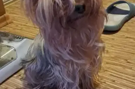 Найдена собака, Орск, фото: Собака найдена, Орск, Зелёный пер.