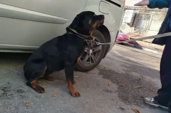 Найдена собака, Саратов, фото: Найдена собака, Вольская 38/40, Саратов