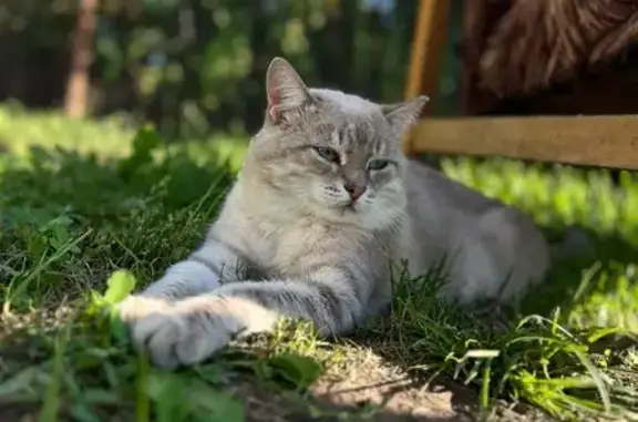 Кошки потеряшки, , фото: Потеряшка кошка, Дачная ул., Васильево