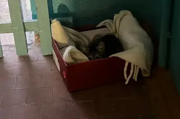 Найдена кошка, Чита, фото: Котенок в подъезде, Строителей 83, Чита