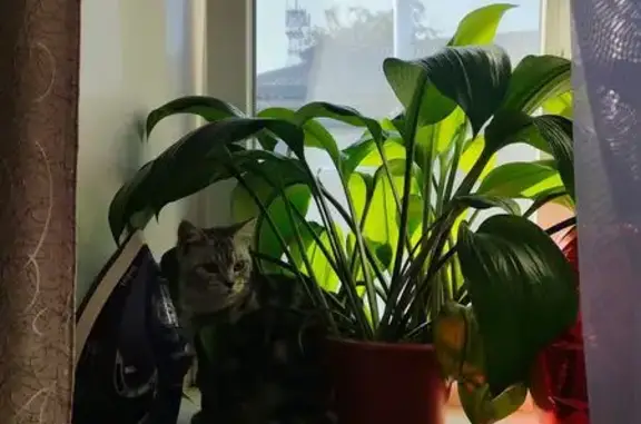 Пропала кошка, Партизанская ул. 42, Крск