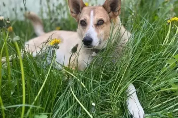 Собаки потеряшки, Калужская область, фото: Потеряшка собака, Калуга, Калужская обл.