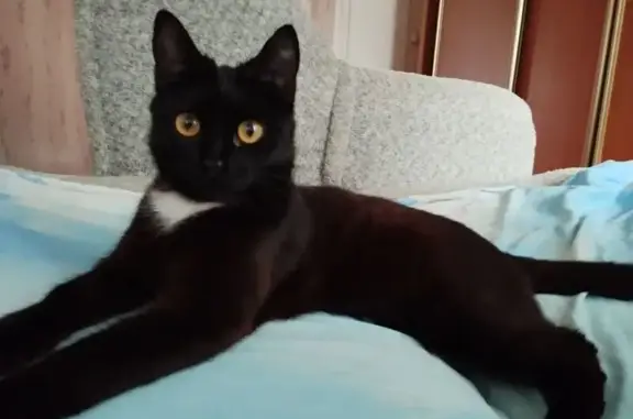 Пропала кошка, Народовольческая 40, Пермь