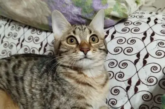 Пропала кошка, 8-я ул. Текстильщиков, 3