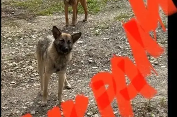 Найдены собаки, ш. Энтузиастов, Балашиха