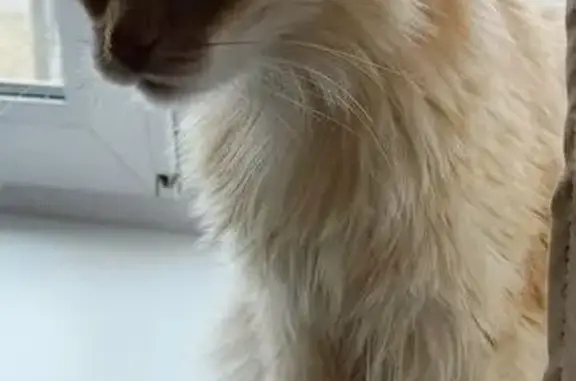 Найдена кошка, Свердловская область, фото: Кошка найдена: Екатеринбург, Свердловская обл.