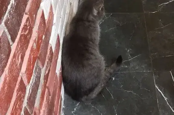 Пропала кошка, Туристская ул., 20 к2