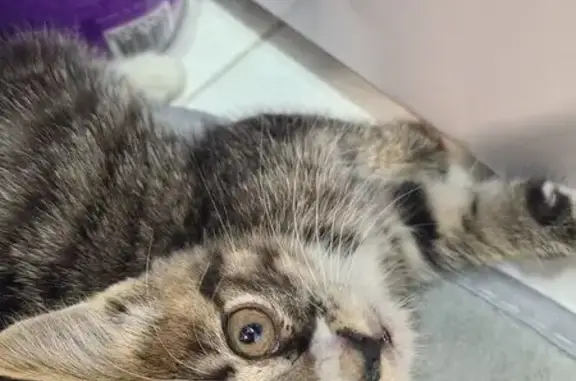 Найдена кошка, Камышовка, фото: Кошка найдена: Центральная ул., 38, Камышовка