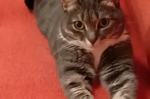 Кошки потеряшки, Балтийск, фото: Потеряшка кошка, ул. Красная, Балтийск