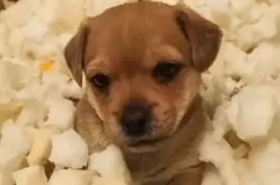 Пропала собака, ул. Дорожников, 5