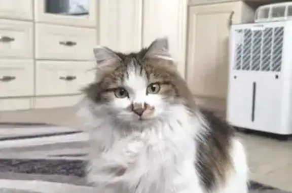 Кошки потеряшки, Зыково, фото: Потеряшка кошка в Зыково, Октябрьская 6