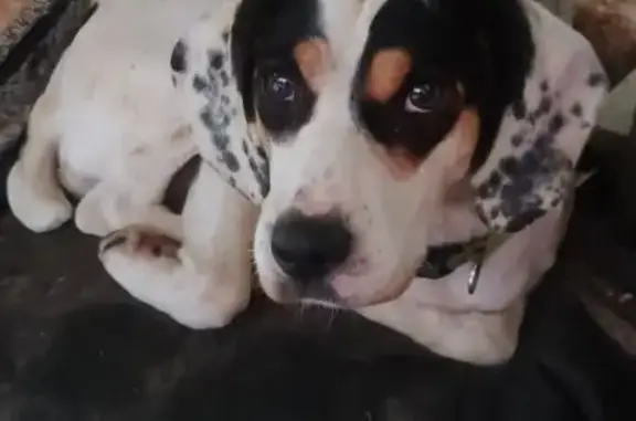 Найдена собака, , фото: Щенок бигль найден: Верхняя Кутузовка