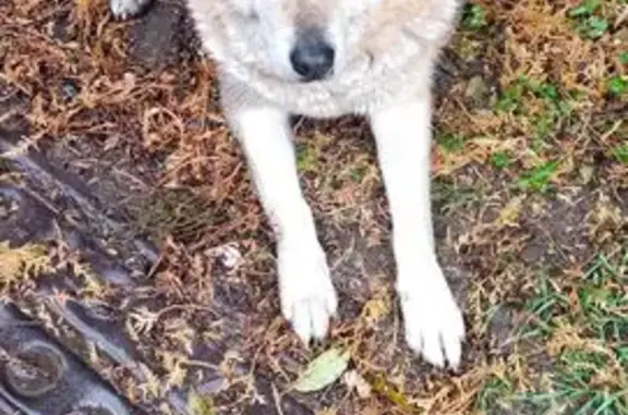 Найдена собака, Ропшинское сельское поселение, фото: Собака найдена: Михайловская ул., Ропша