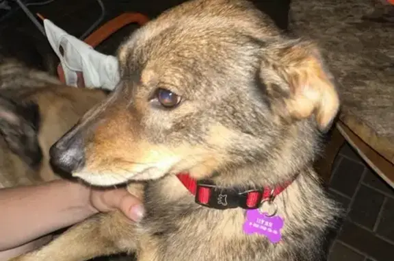 Собаки потеряшки, Тула, фото: Потеряшка собака, 3-й пр. М.Расковой, Тула