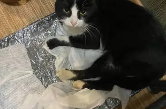 Пропала кошка, ул. Дегтярёва, Тамбов