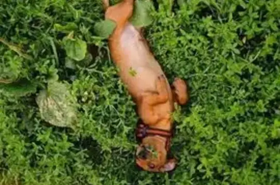 Пропала собака, ул. 800-летия Москвы, 16