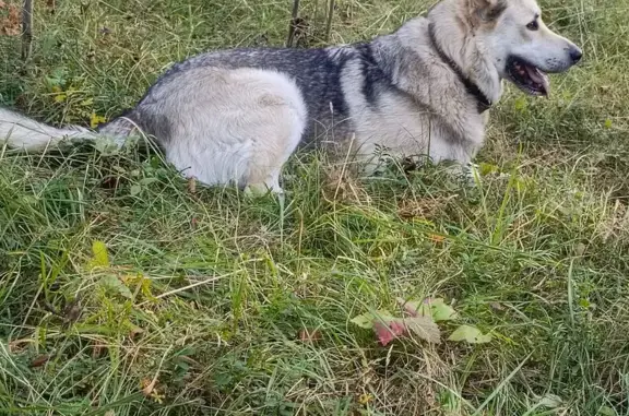 Собака пропала в Архиповке, Лодыгина