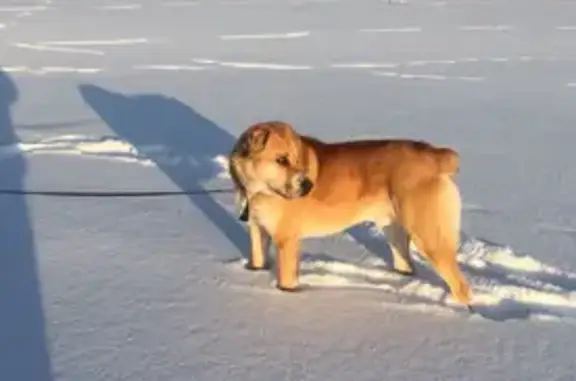 Объявления о пропавших и найденных животных, Свердловская область, фото: Пропали алабаи, Асбест, Свердловская обл.