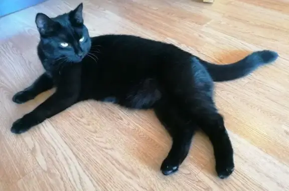 Кошки потеряшки, Санкт-Петербург, фото: Потеряшка кошка, Бестужевская ул., СПб