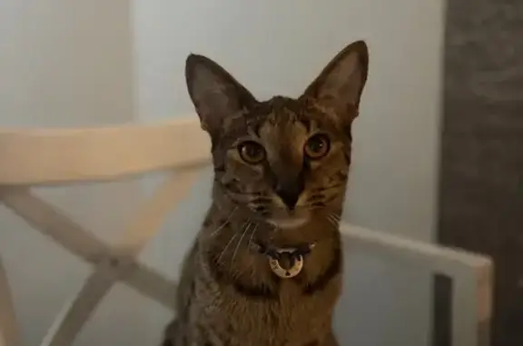 Пропала кошка, Агалатовское СП, Ленобласть