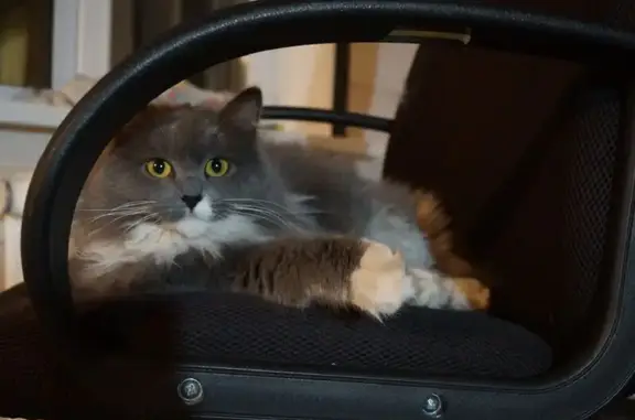 Пропала кошка Дуся, Садовая 10, Кены