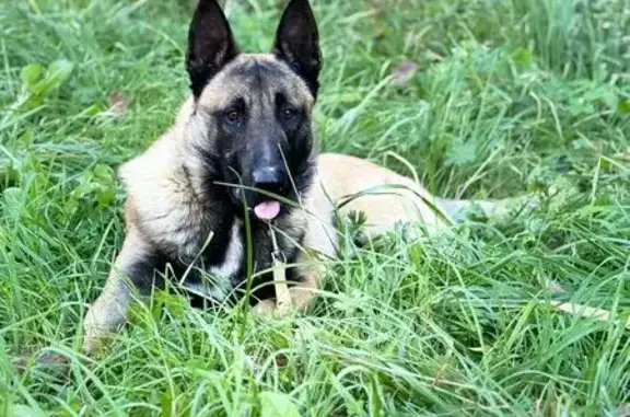 Собаки потеряшки, , фото: Потеряшка собака в Щербинке, 11