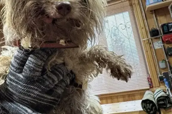 Найдена собака, Московская область, фото: Йоркширский терьер найден в Шаликово