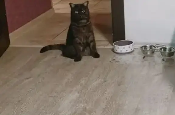 Кошки потеряшки, Верхний Тагил, фото: Потеряшка кошка, Верхний Тагил