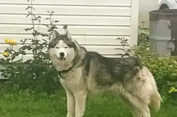 Собаки потеряшки, Шуя, фото: Потеряшка хаски, Северный тракт 46, Шуя