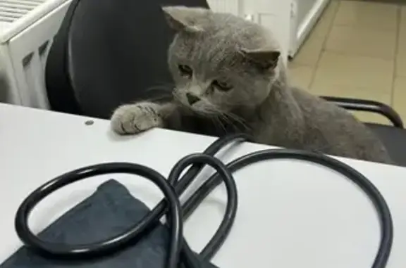 Найдена кошка, , фото: Кошка найдена, Восточный промузел, 20