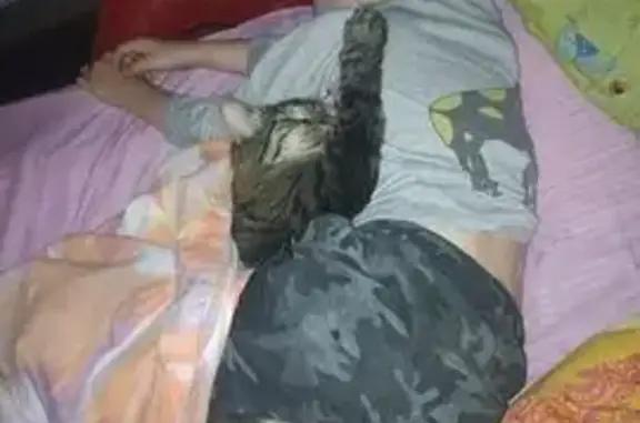 Пропал кот, Стародачная ул., Самара